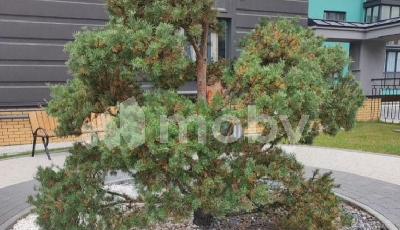 Калининград, ул Героя России Мариенко 8, 2cda2342-e013-4f0e-a75a-22e389e9ced7.jpg