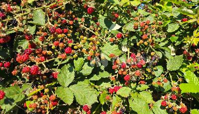 г Калининград, Тупиковый пр-д , 46cdd65d-260e-4993-a78e-f3f9725048e6.jpg