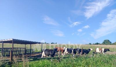 Раздольное посёлок,  1, 4dc52d55-b35f-4aac-81f7-9a705887d8c3.jpg