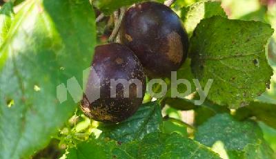 г Калининград, Садовый пр-д , 92892c0d-69f1-4d24-b50a-838efb6c0030.jpg