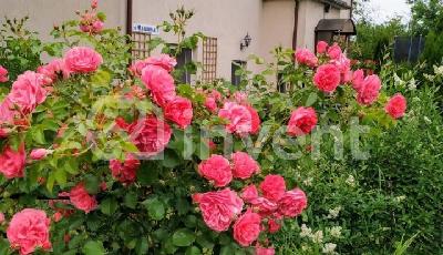 Фото: b7599642-2a45-4c56-886e-46ed36333c17.jpg
