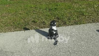 тер. СНТ Ветерок-2 (поселок Шоссейное), ул Цветочная 243, cda35362-011e-4074-b3cb-3b4eb083a646.jpg