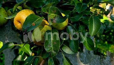 г Калининград, Тупиковый пр-д , e3cba940-e049-4461-bede-8a349d49b204.jpg